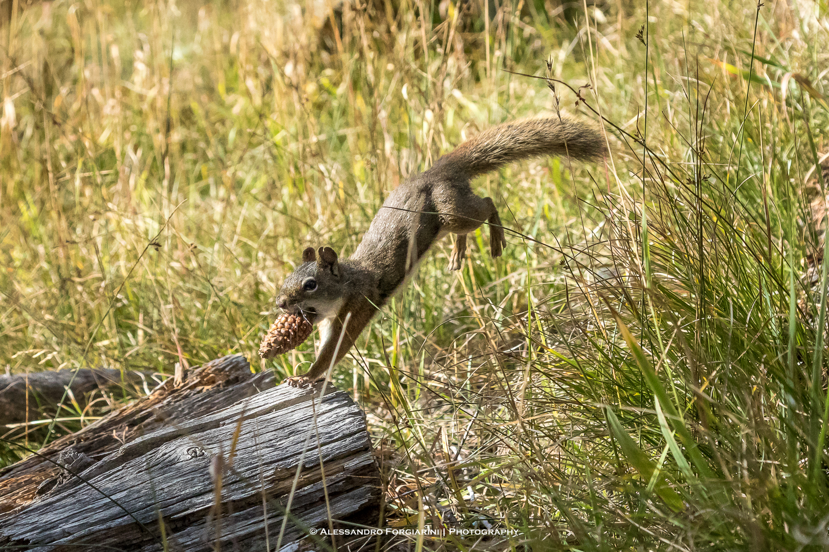 Provviste per l'inverno...