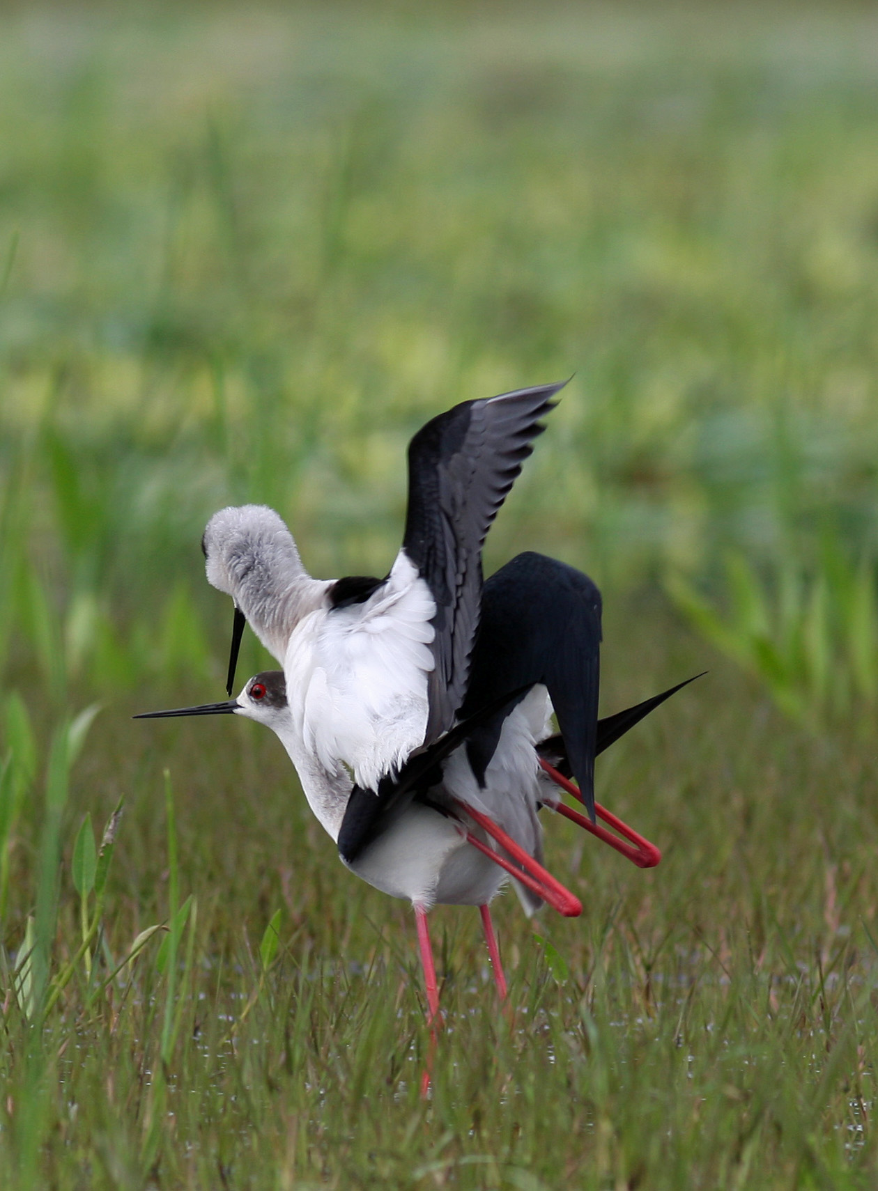 accoppiamento di cavalieri d'italia