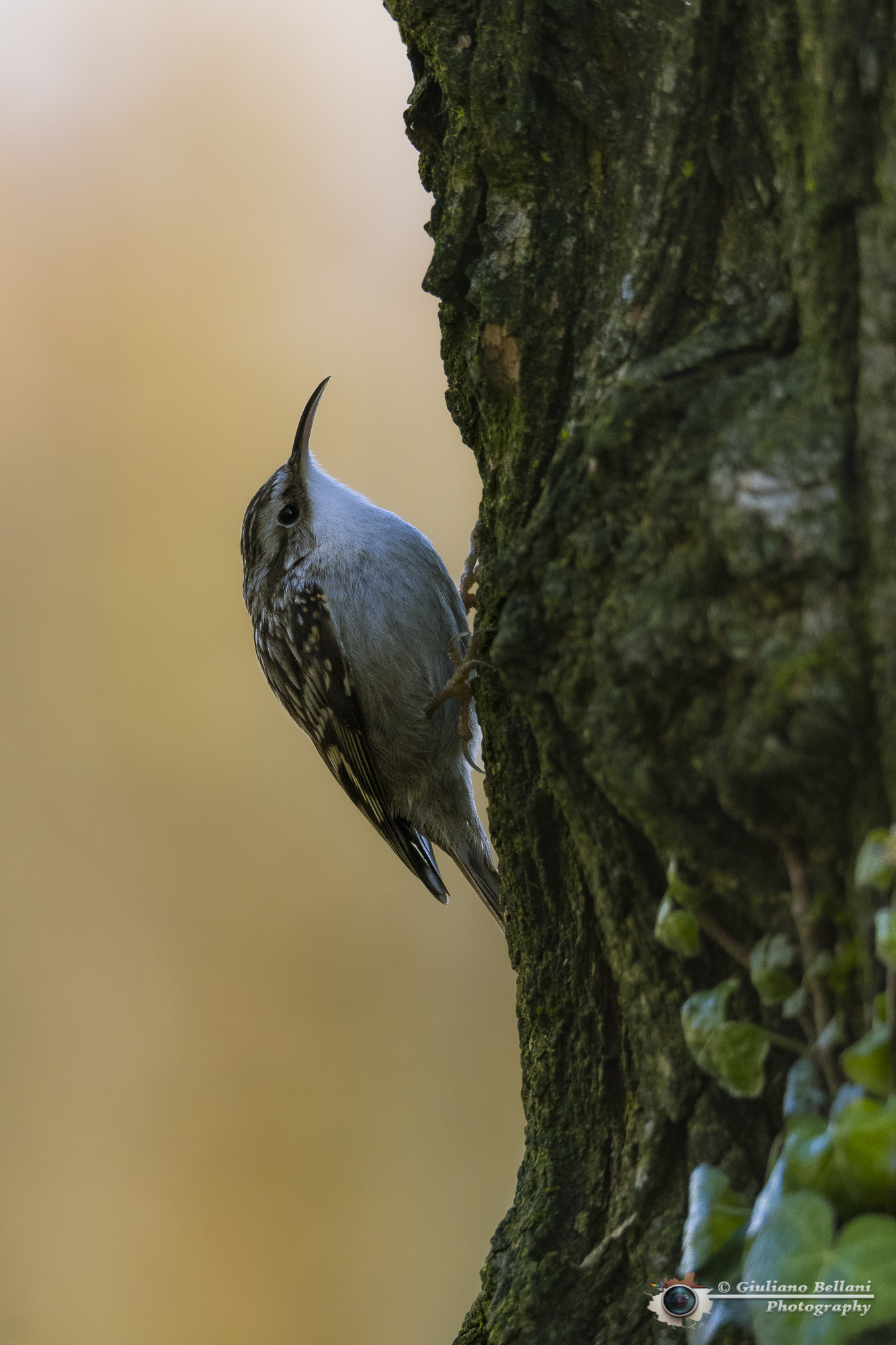 Rampichino Comune......