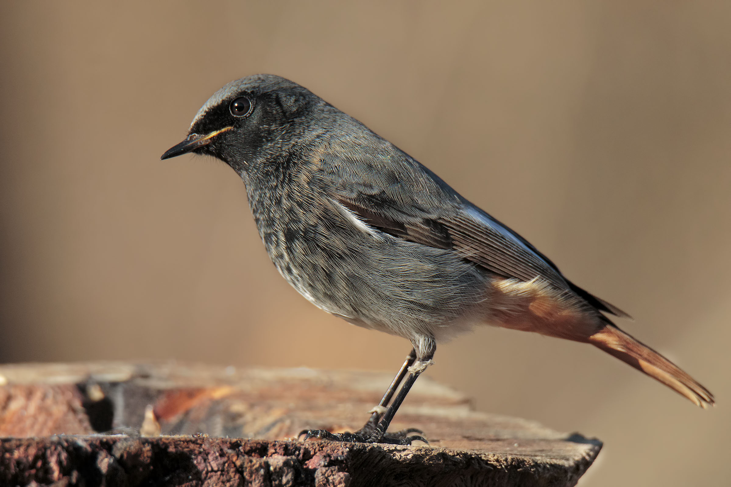 Codirosso spazzacamino
