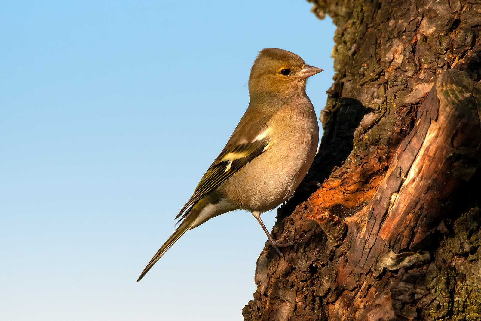 Chaffinch