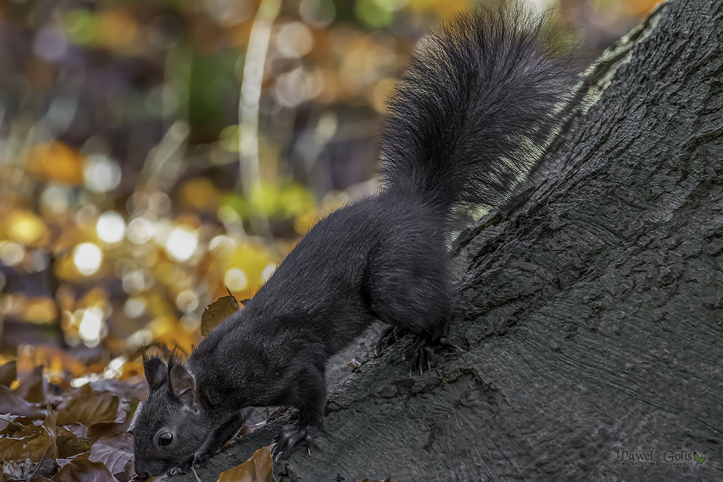 Sciurus carolinensis