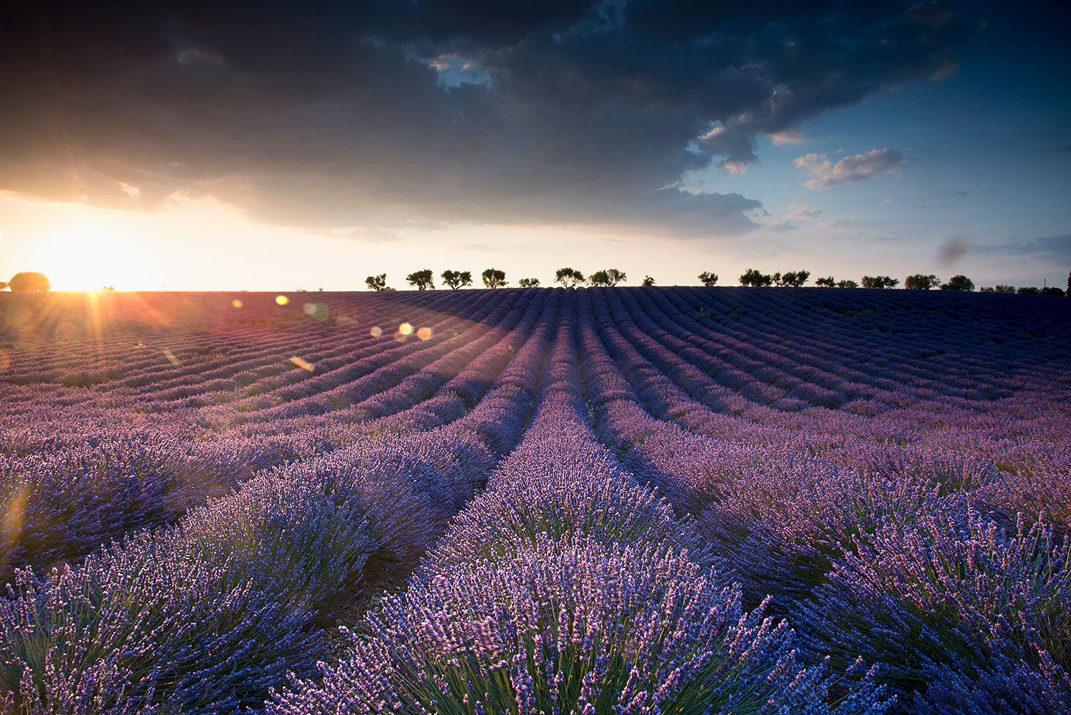 Campo di lavanda in Provenza al tramonto