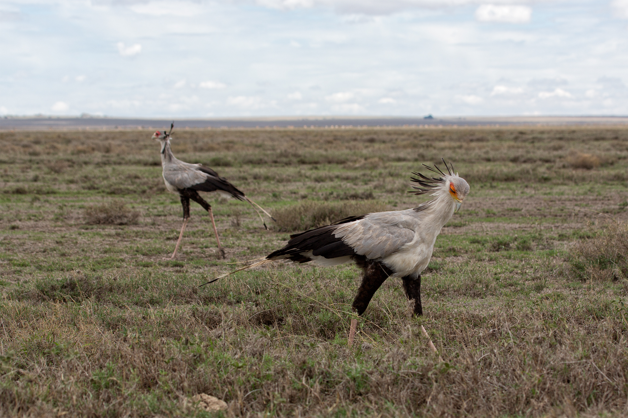 Sagittarius serpentarius