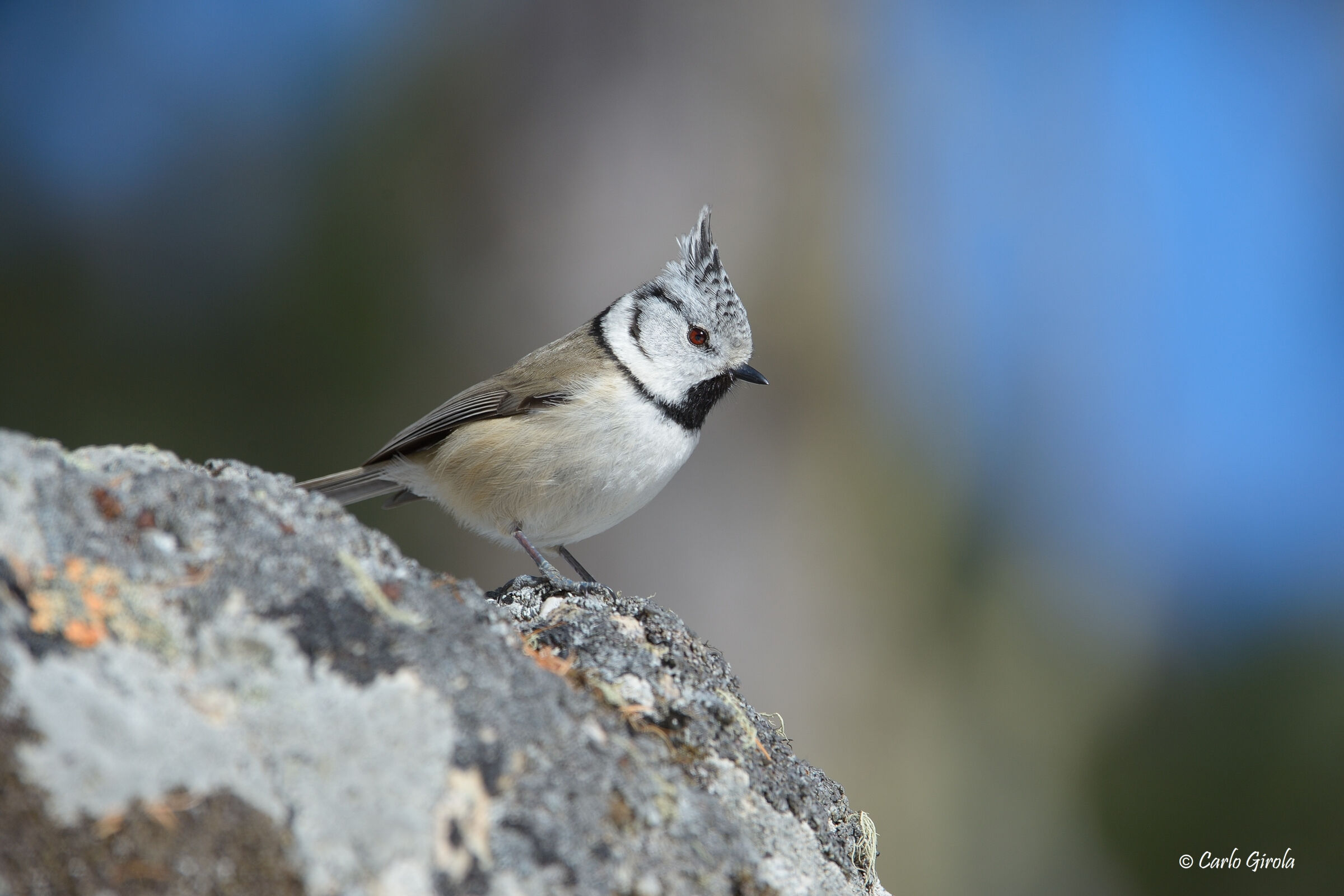 Tuft (Lophophanes cristatus)