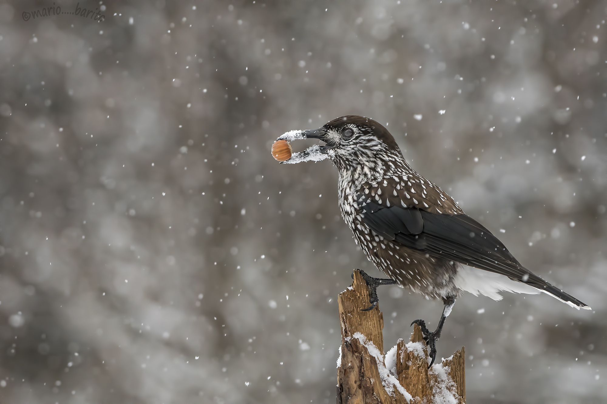 hazelnut made from shed