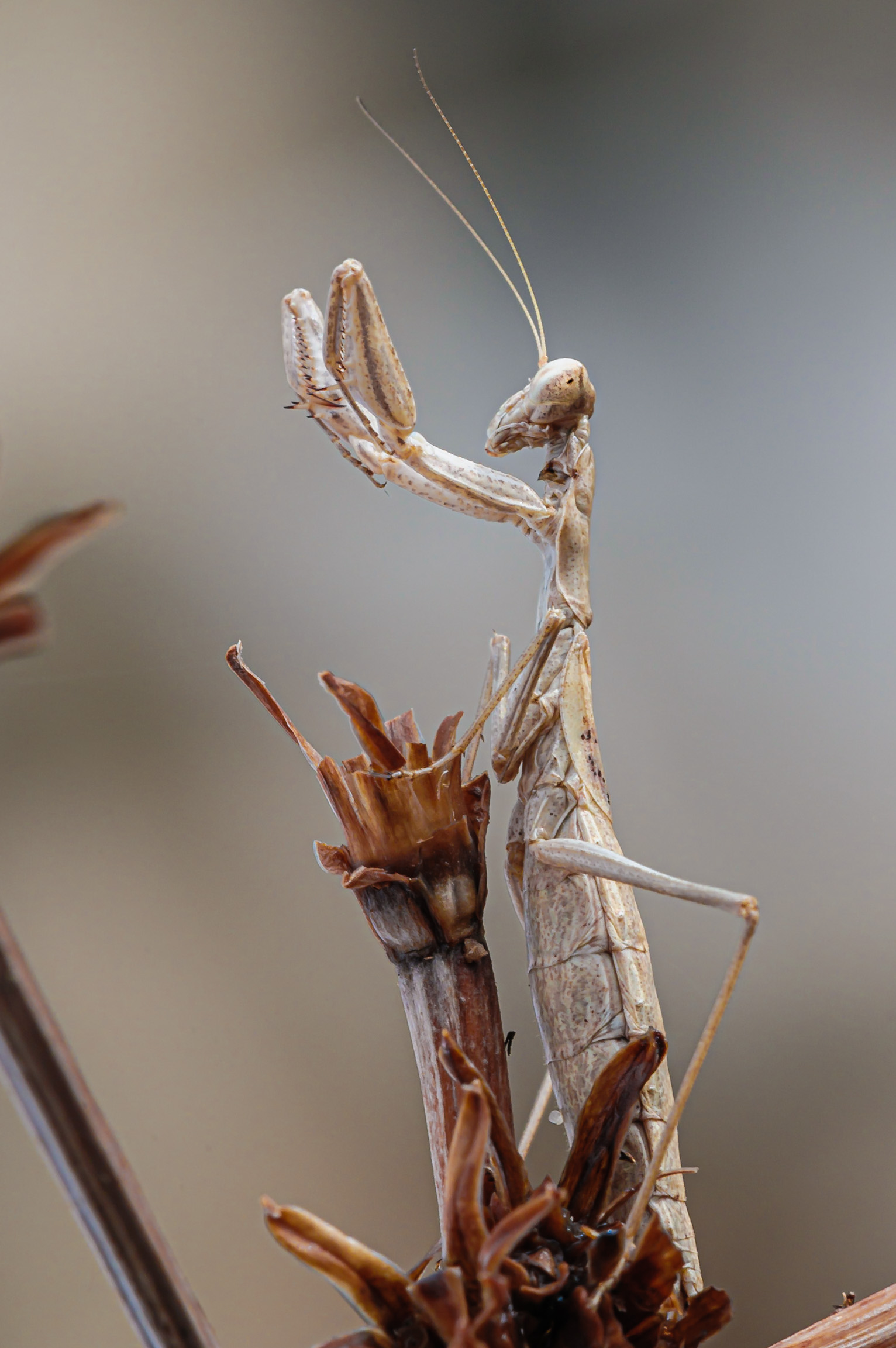 M. Religiosa in a stormy summer day.