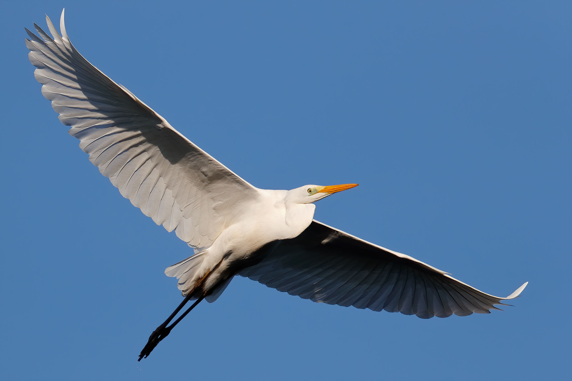 Major white heron