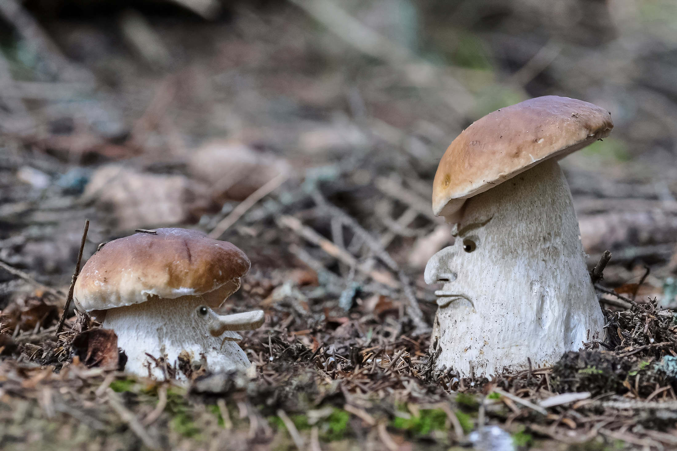 Return to the enchanted forest