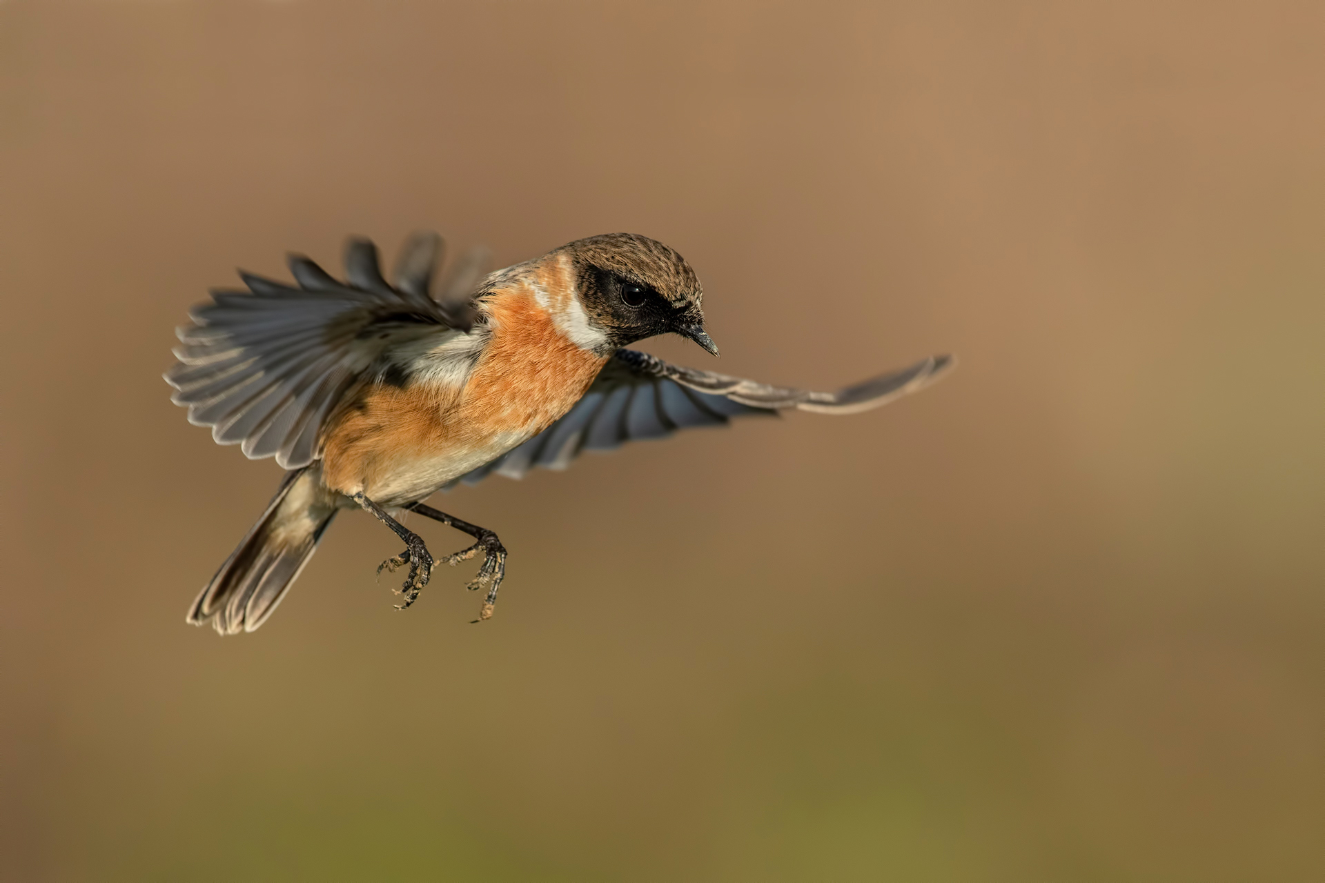 Saltimpalo - European Stonechat