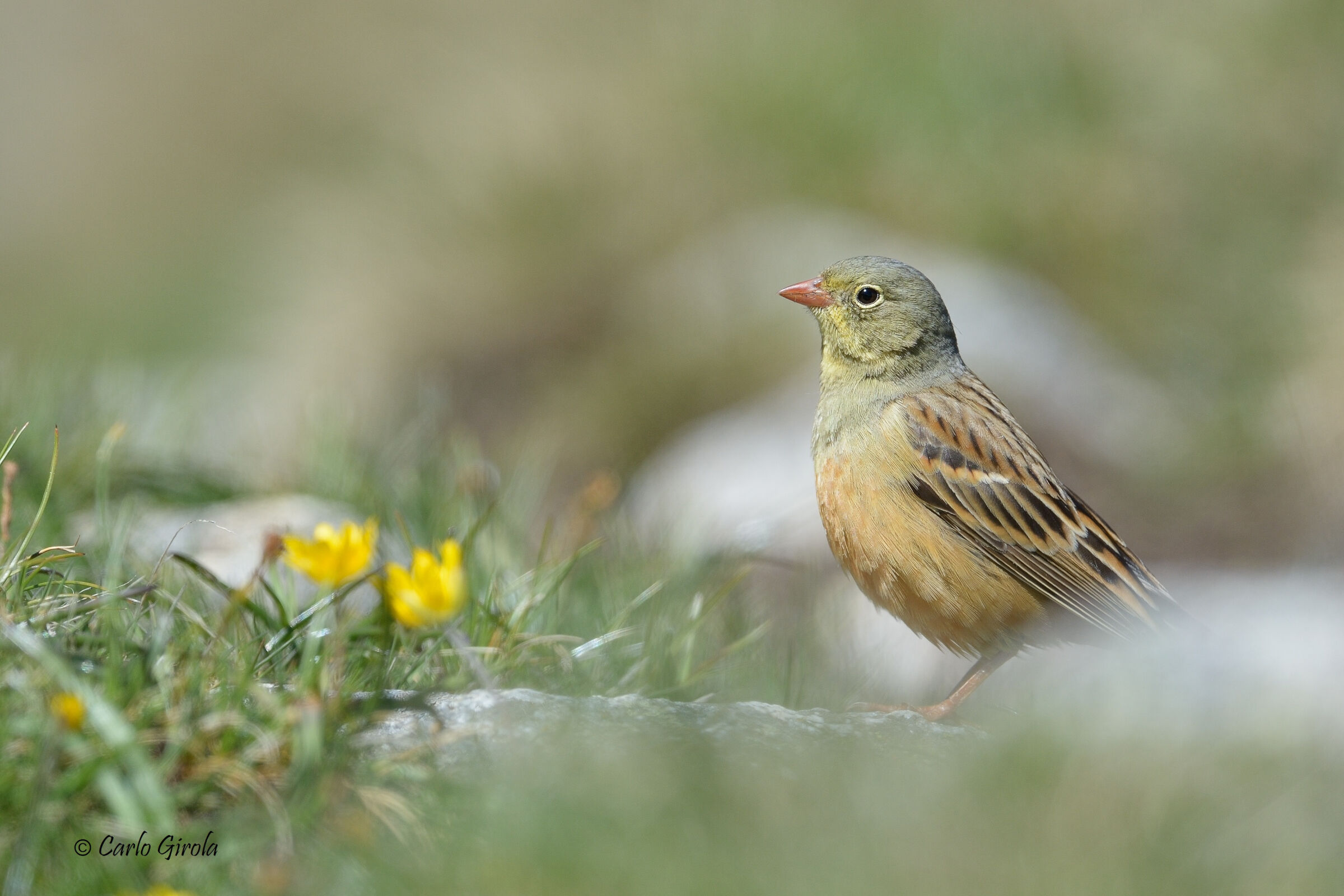 Ortholan (Emberiza hortulana)