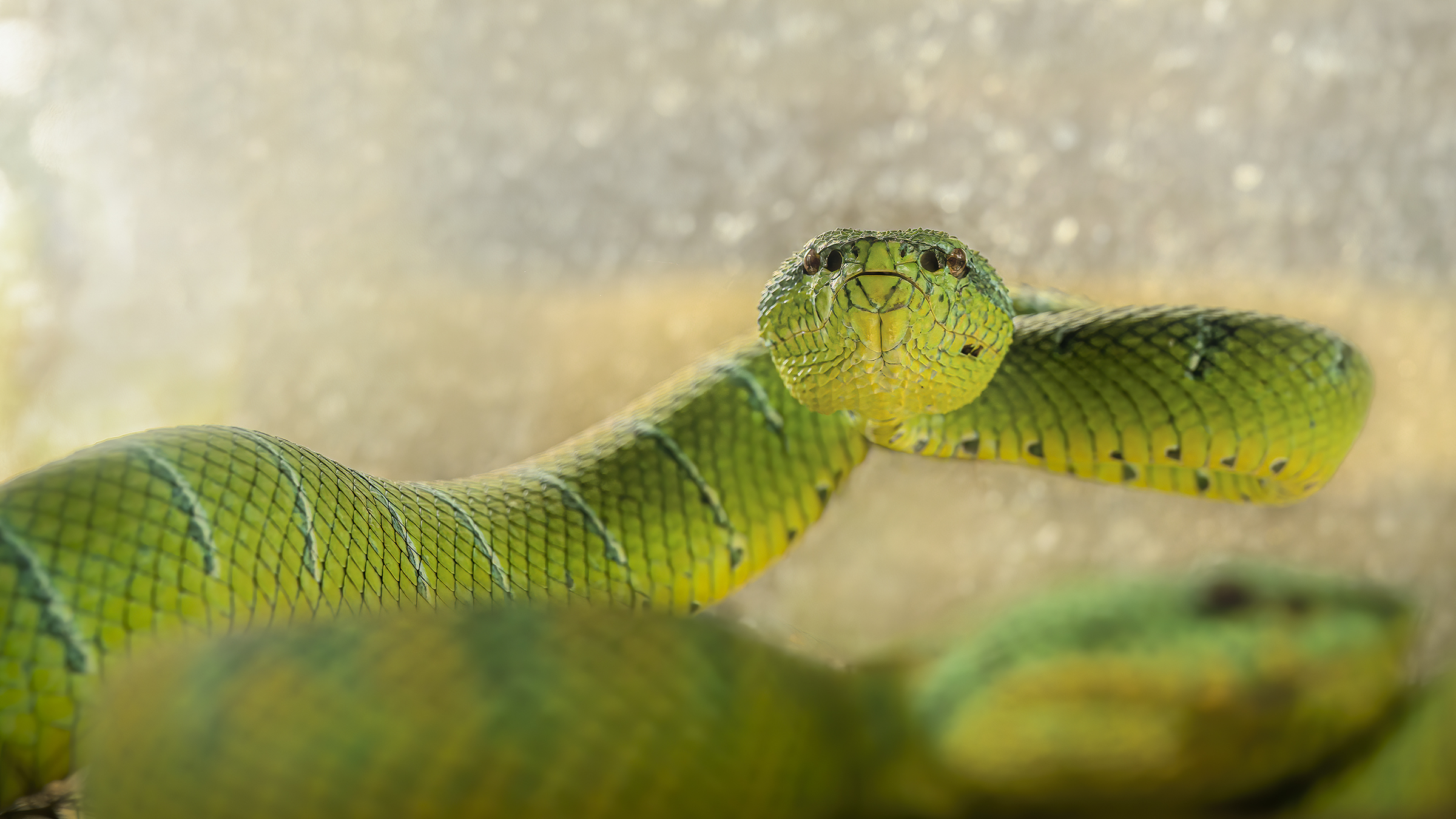 Il boa smeraldino (Corallus caninus)
