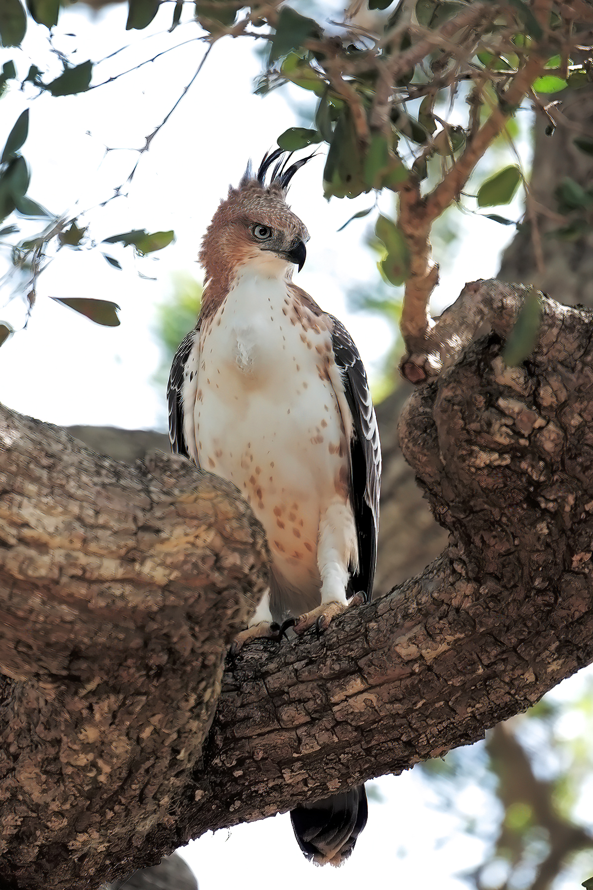 variable aquilastore