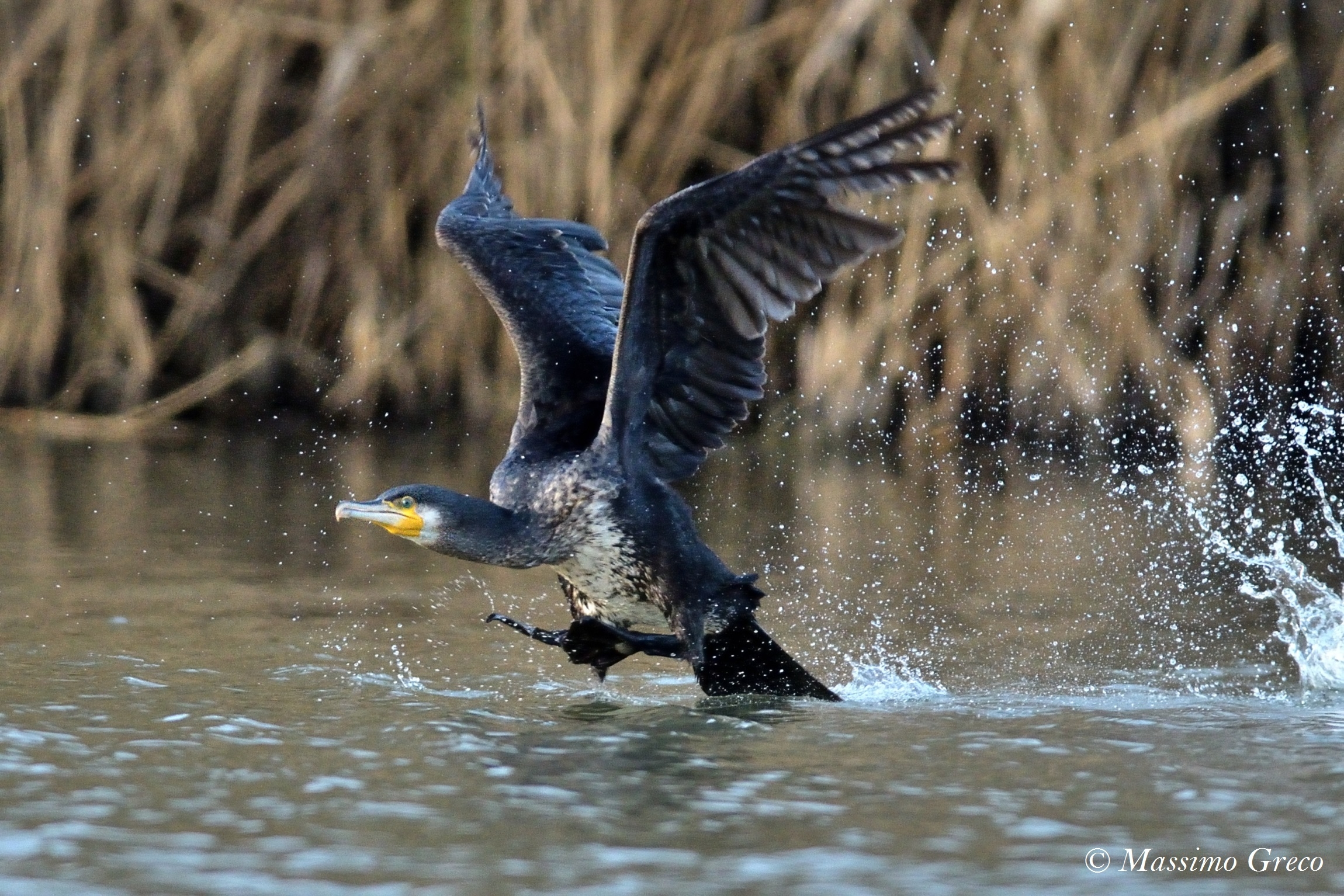 Cormoran (Phalacrocorax carbo)