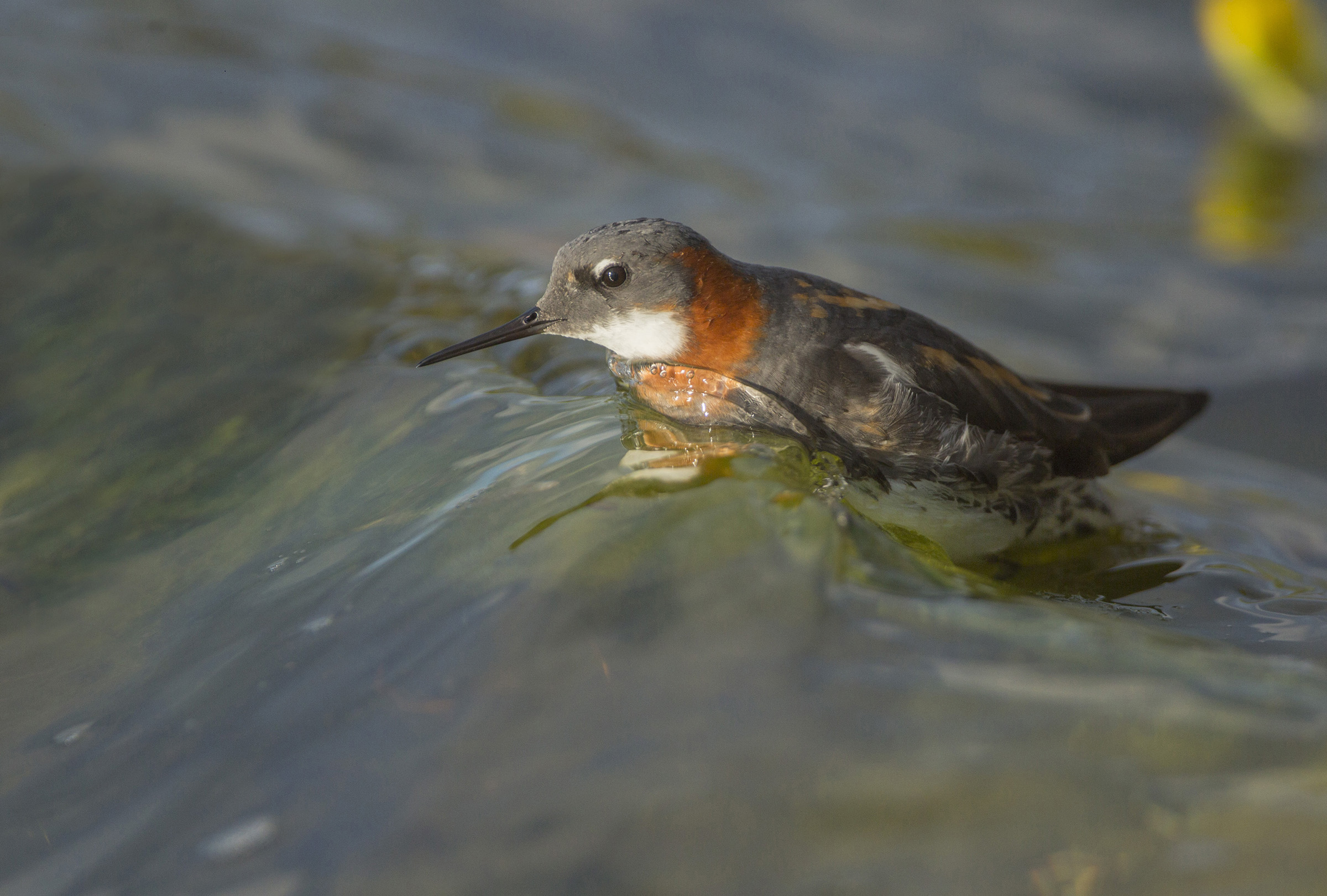 the thin-billed falaropo and the wave
