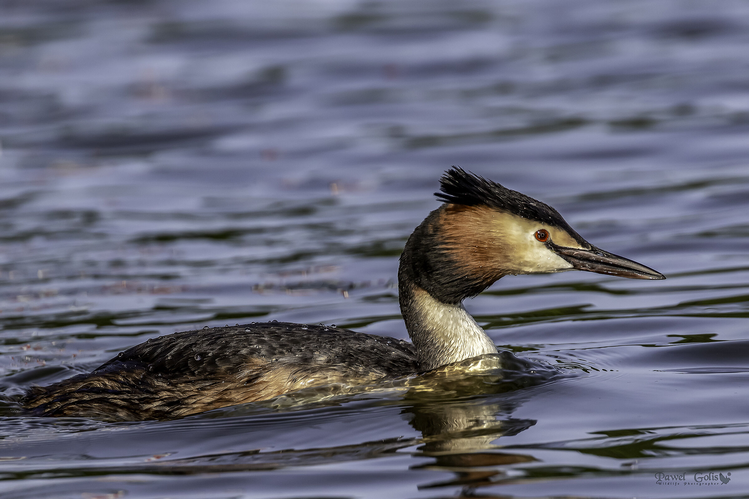 Grande grasso crestato (Podiceps cristatus)