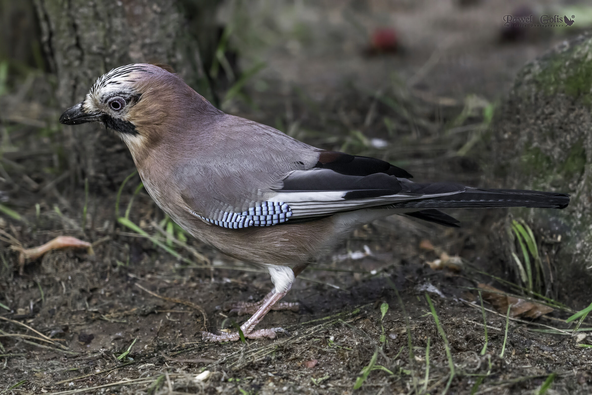 La ghiandaia eurasiatica (Garrulus glandarius)
