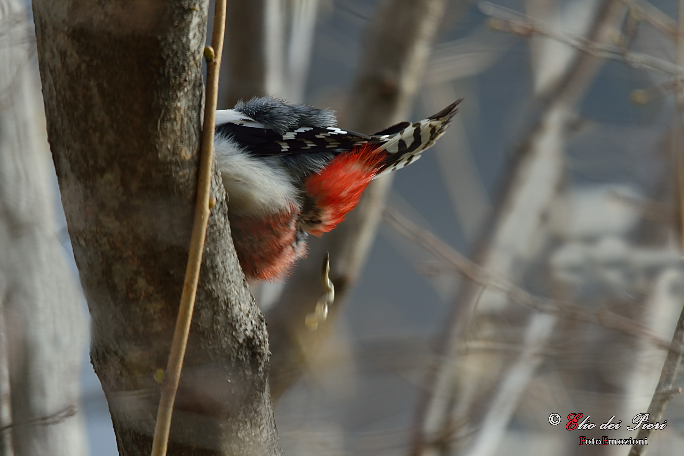 ... Plinkk... (Red woodpecker magg.)