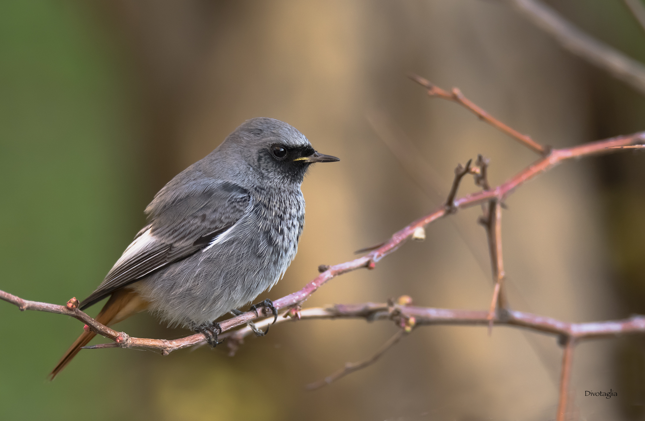 Codirosso spazzacamino M.
