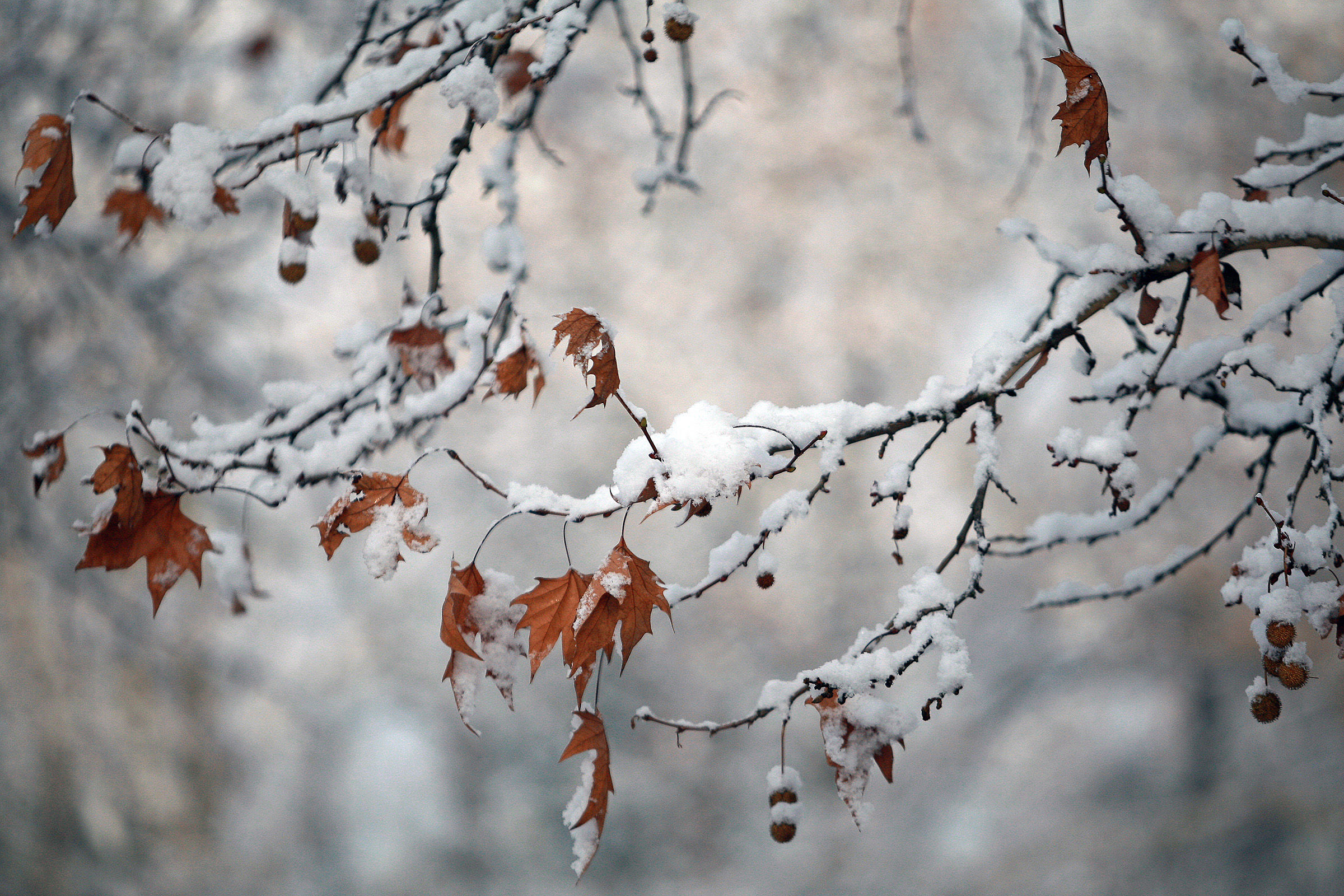 Branches covered with snow