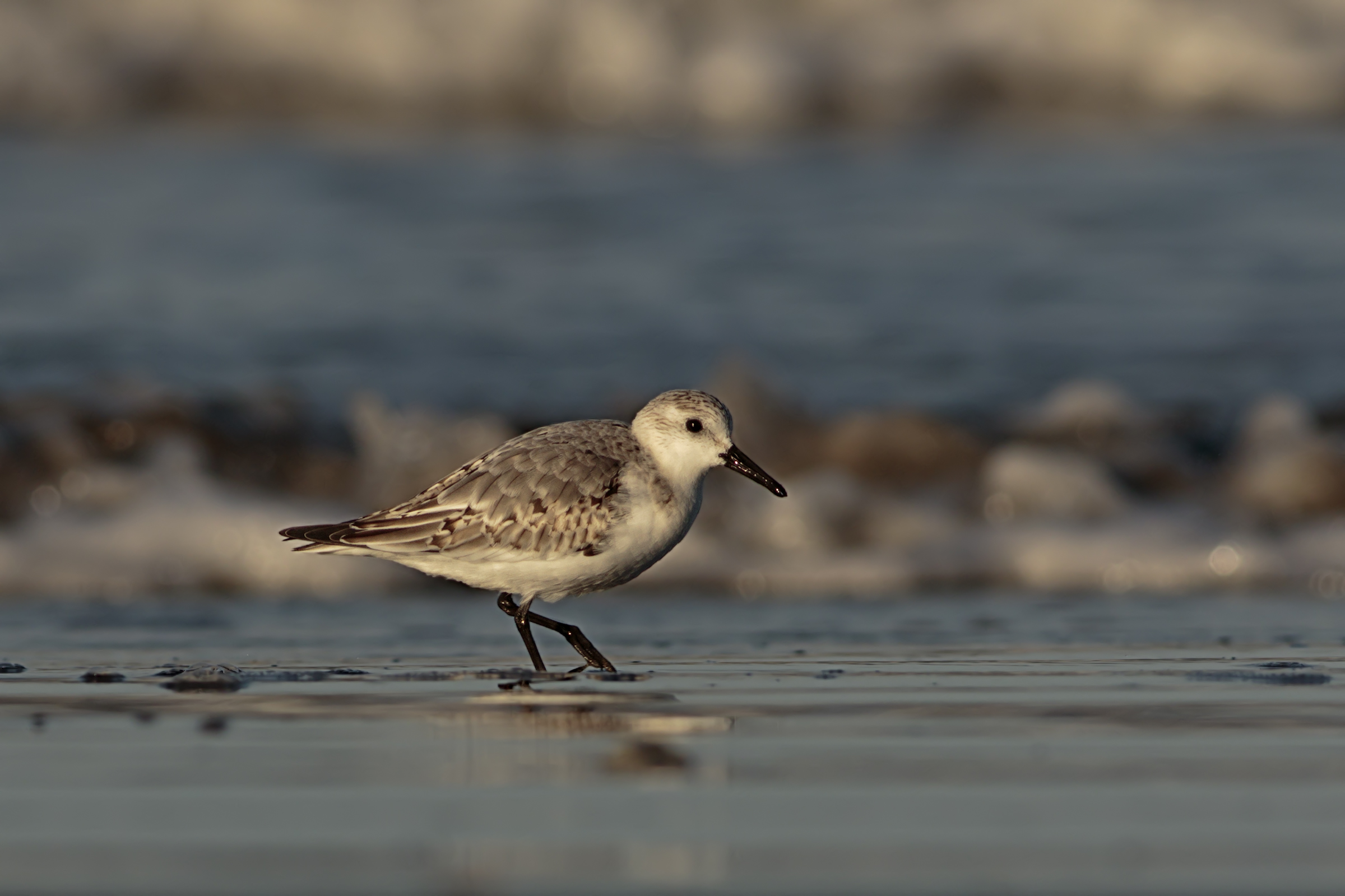 Rainpiello Tridactylo