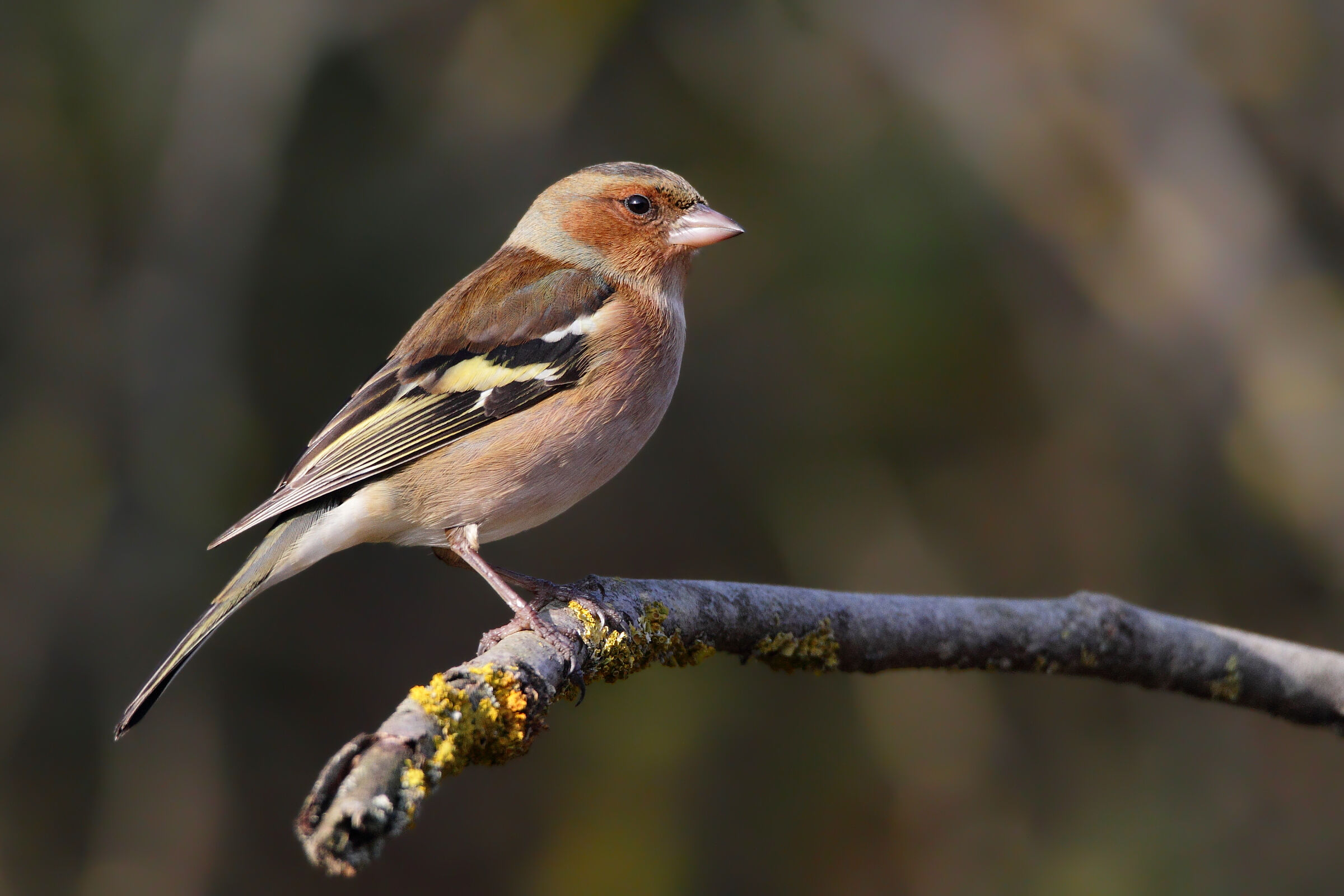 Fringuello (maschio) al capannino