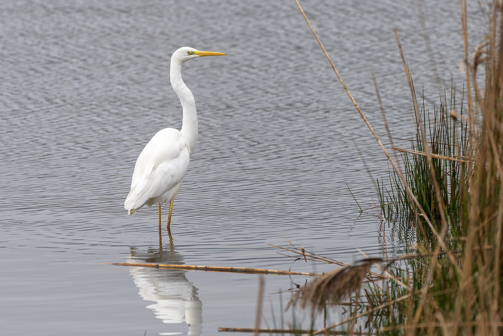 Major white heron