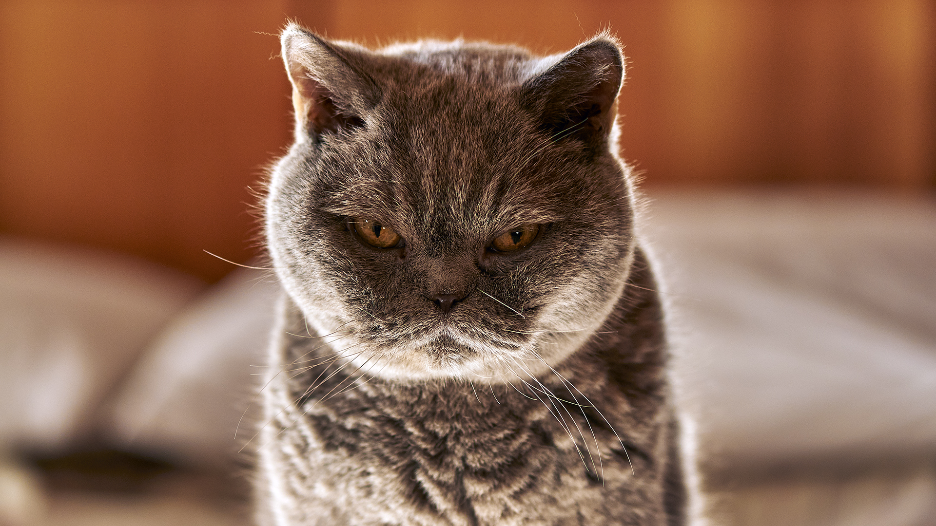 E le mie crocchette?