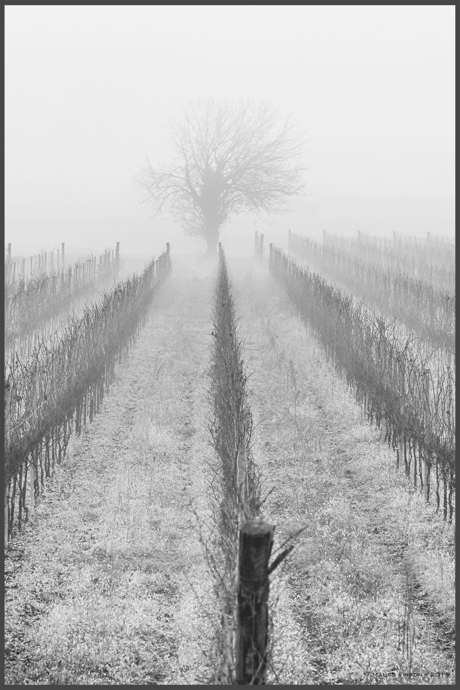 Guarding the vineyard