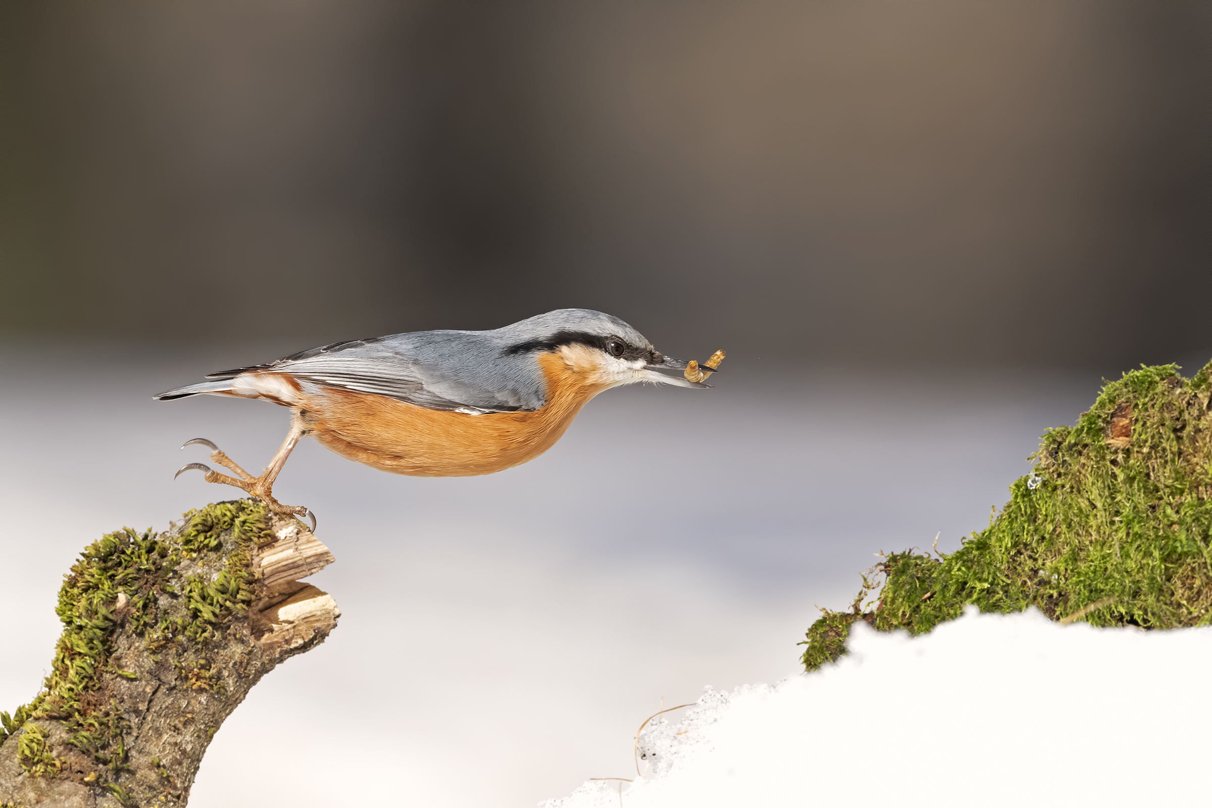 Il balzo del Muratore.