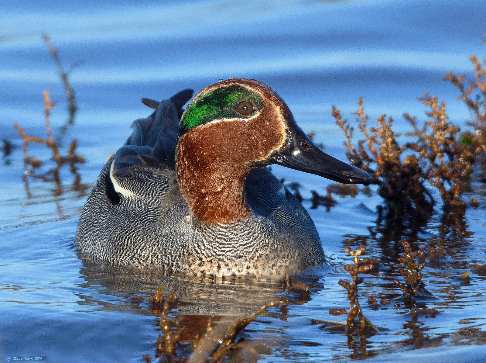 Alzavola (Anas crecca)