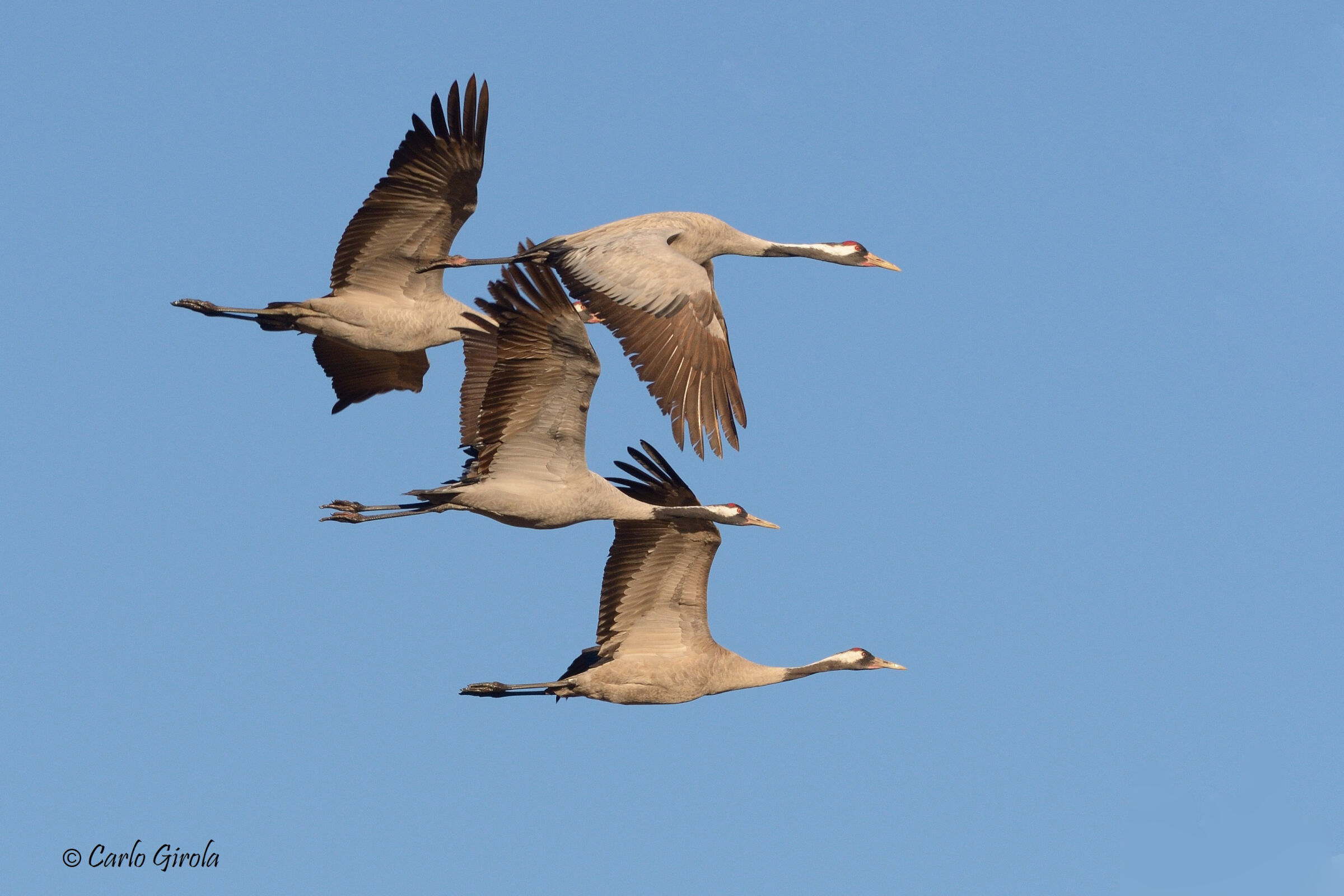 Grus