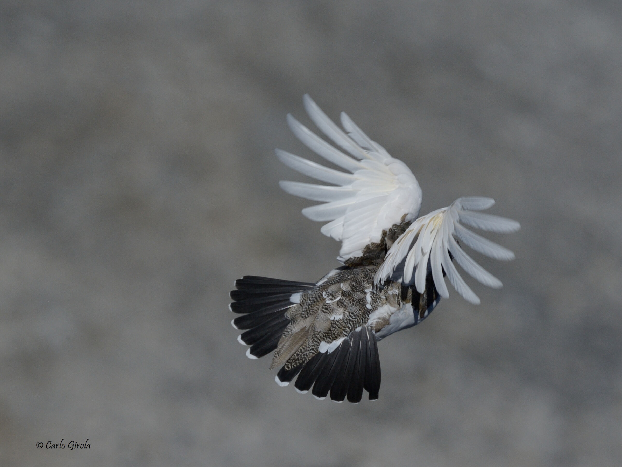 White partridge (Lagopus mute)