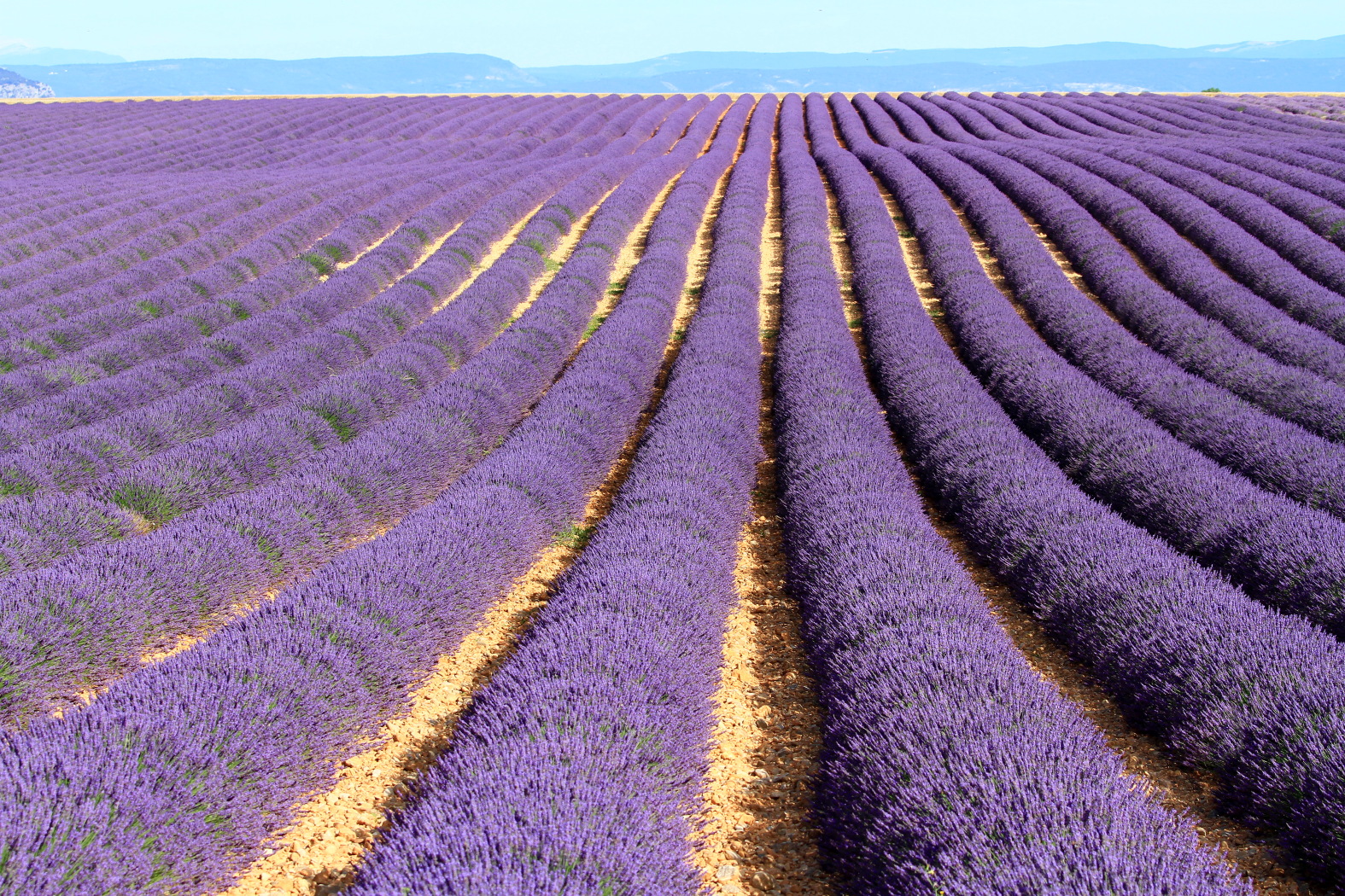 Provence valensole