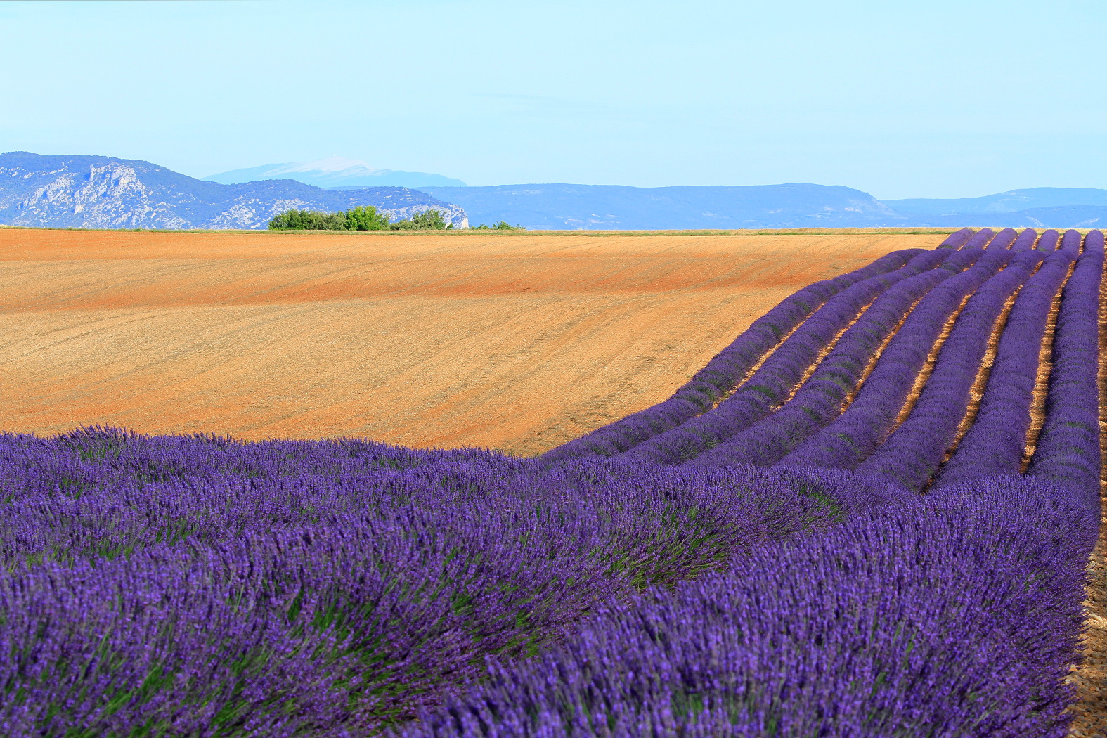 Provence valensole