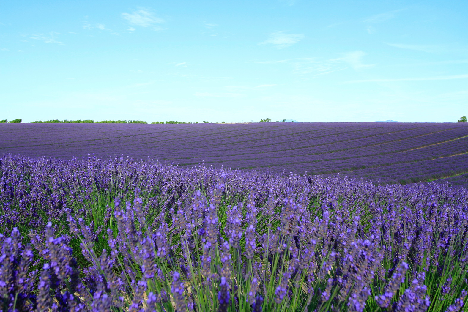 Provence valensole
