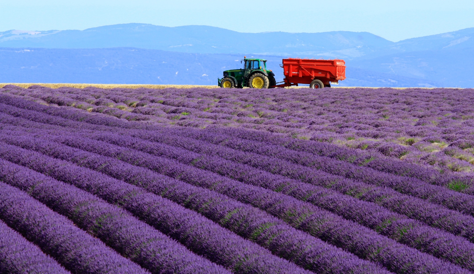 Provence valensole