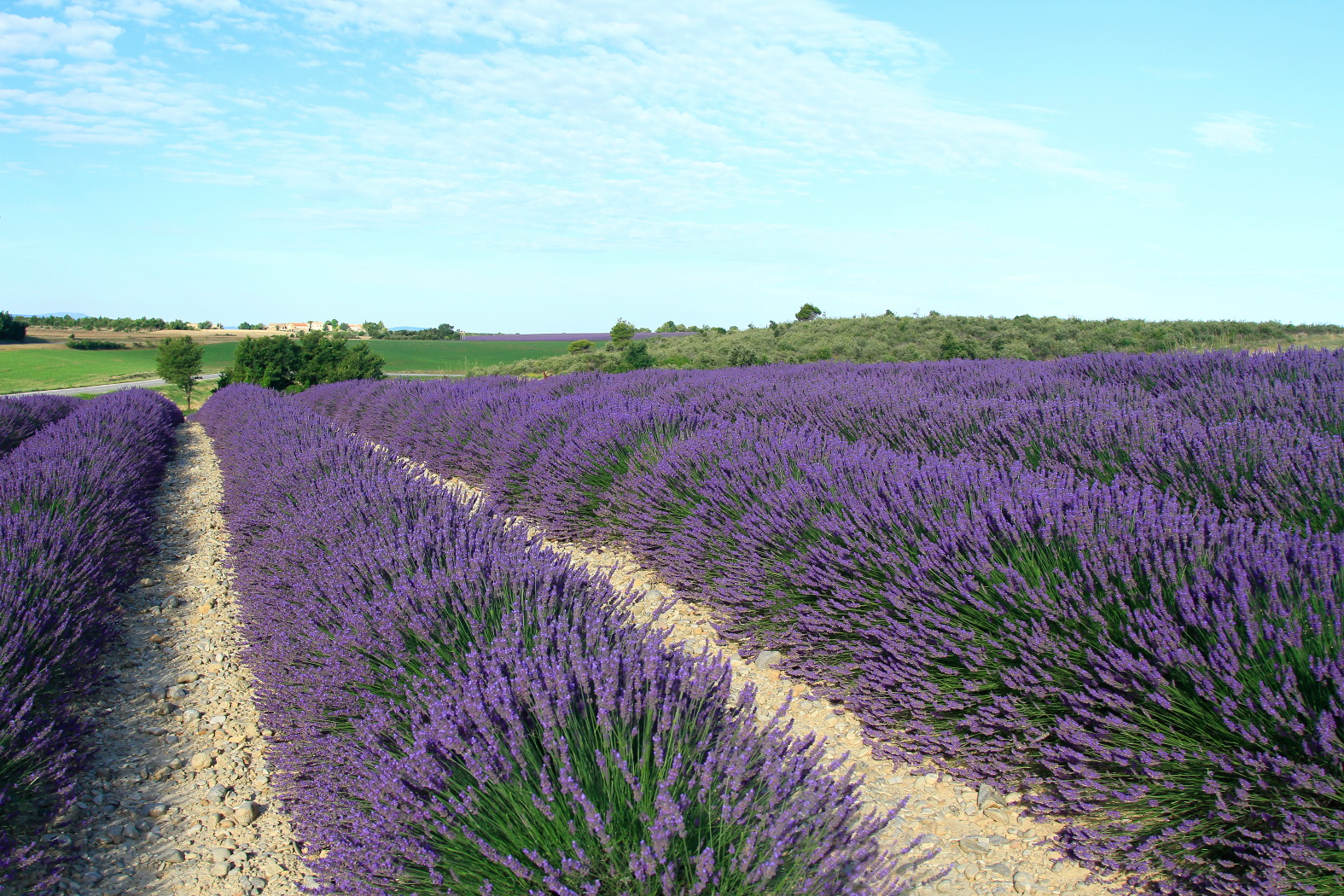 Provence valensole