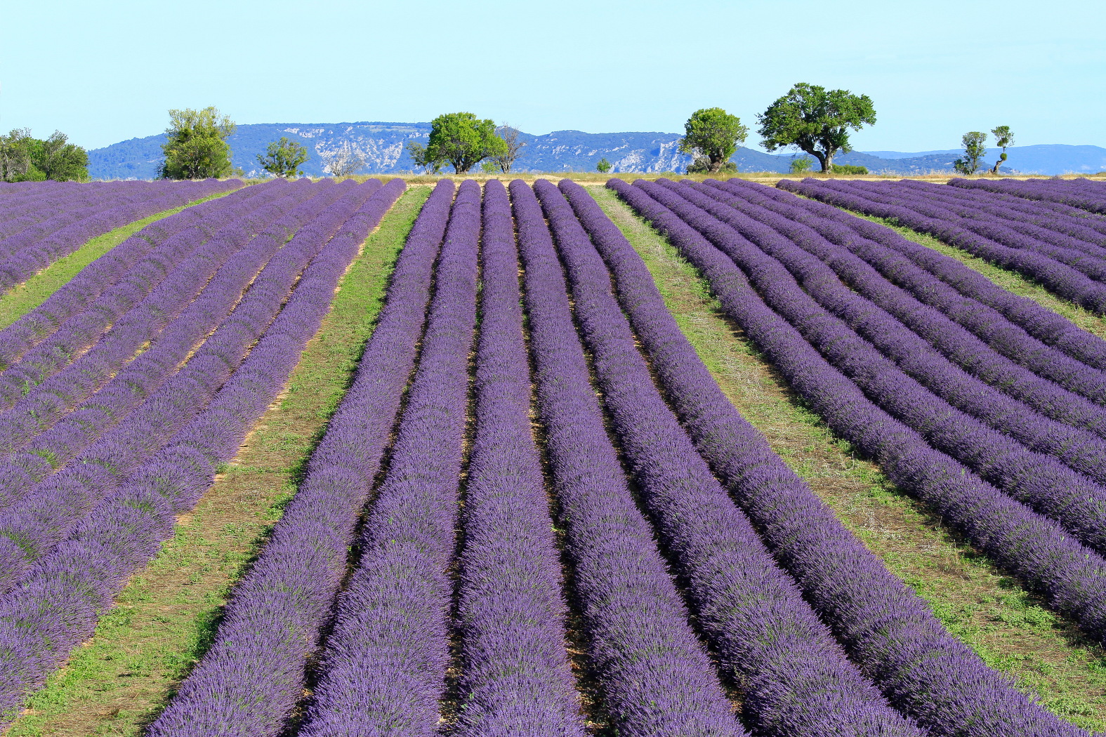 Provence valensole