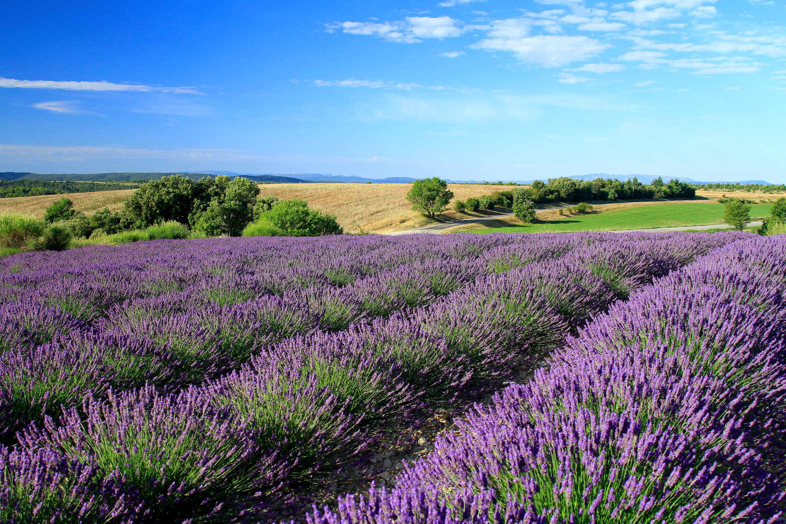 Provence valensole