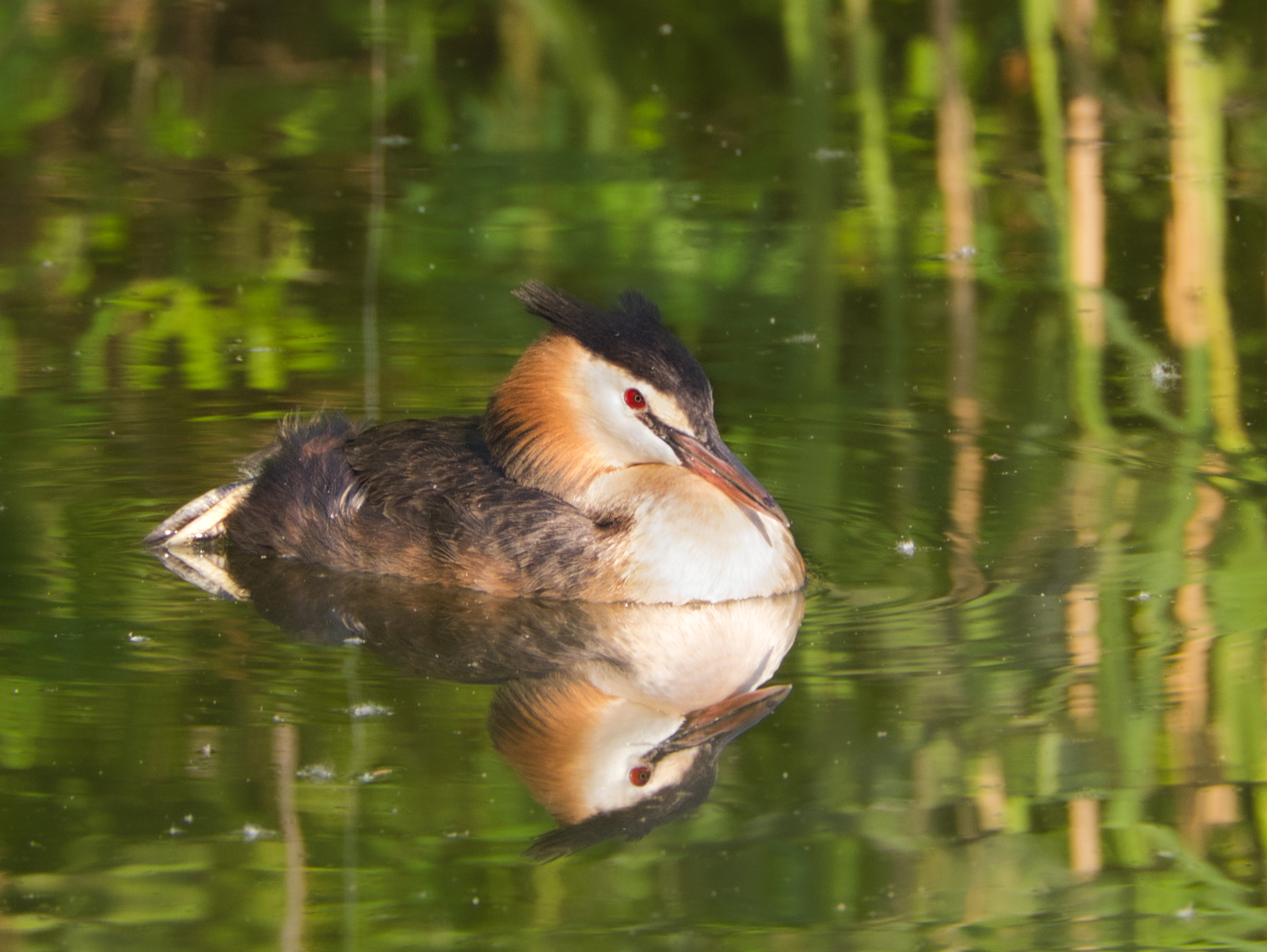 Grebe