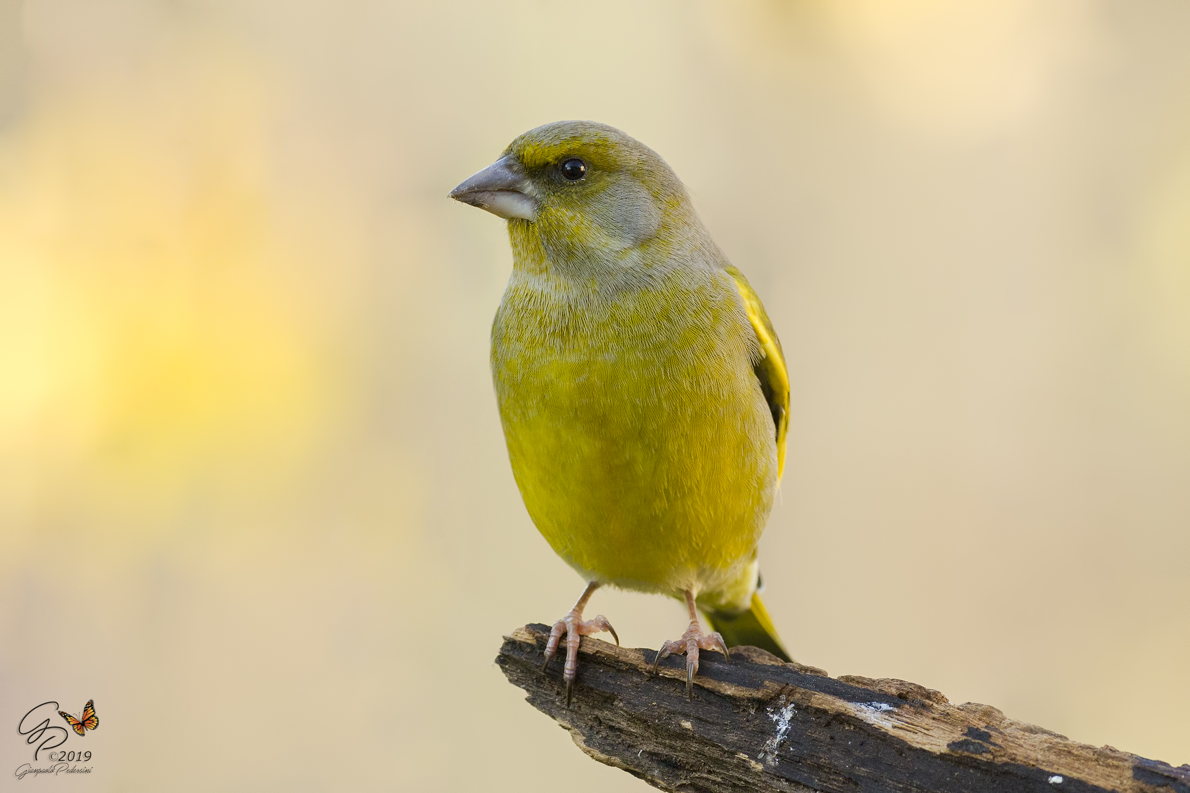 Always him.... Mr. Verdone