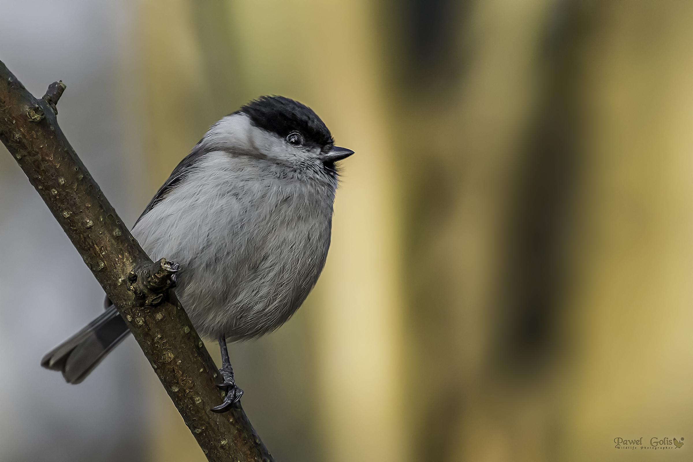 Tit di palude (Parus palustris)