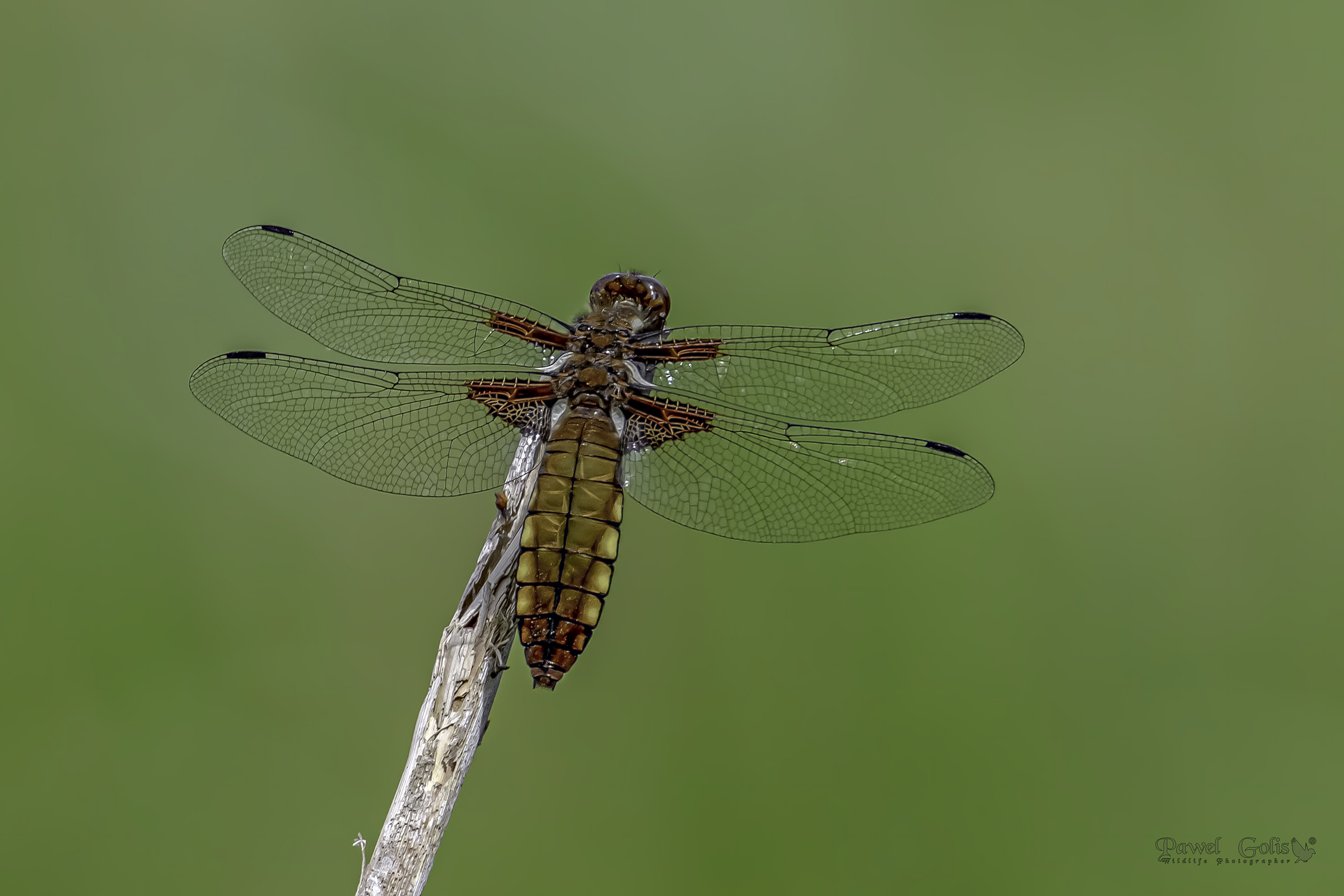 Inseguitore corposo (Libellula depressa)