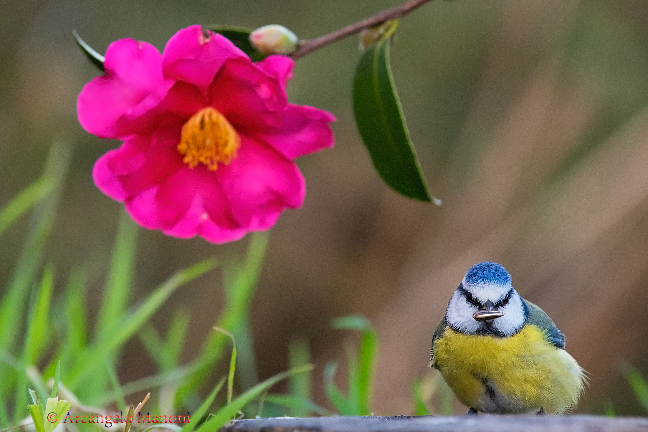 La cincia e la camelia