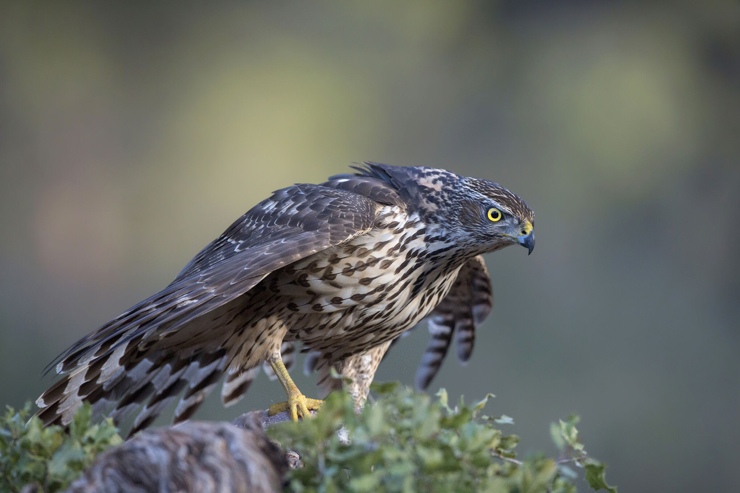 young goshawk