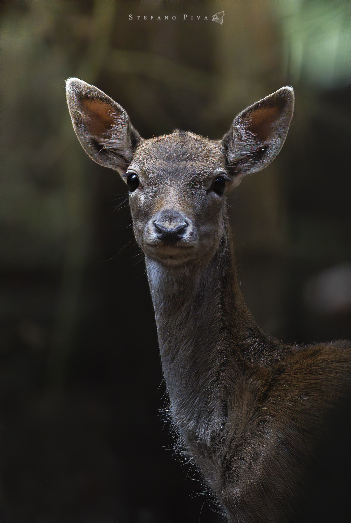 Fallow Deer portrait