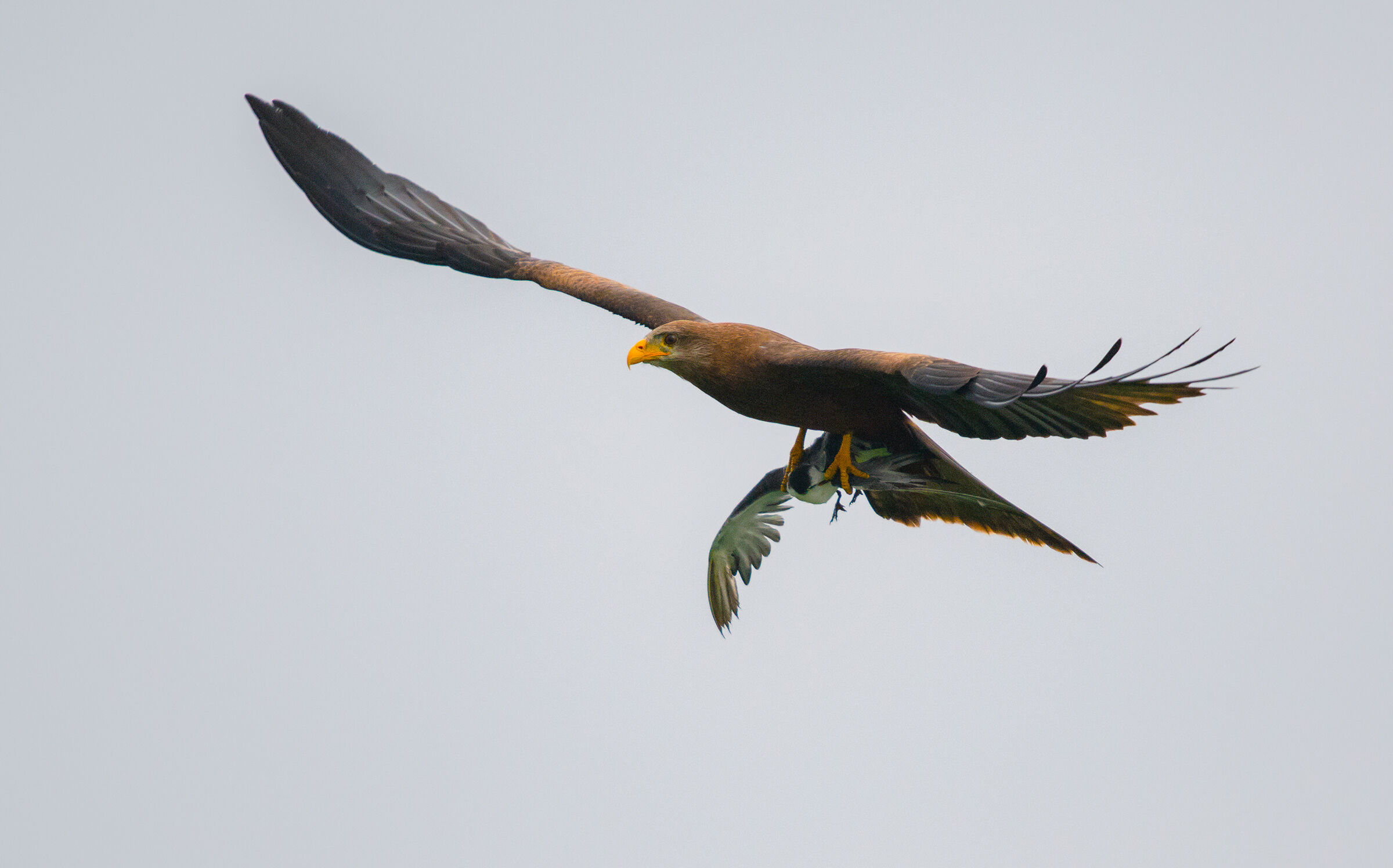 giallo fatturato aquilone