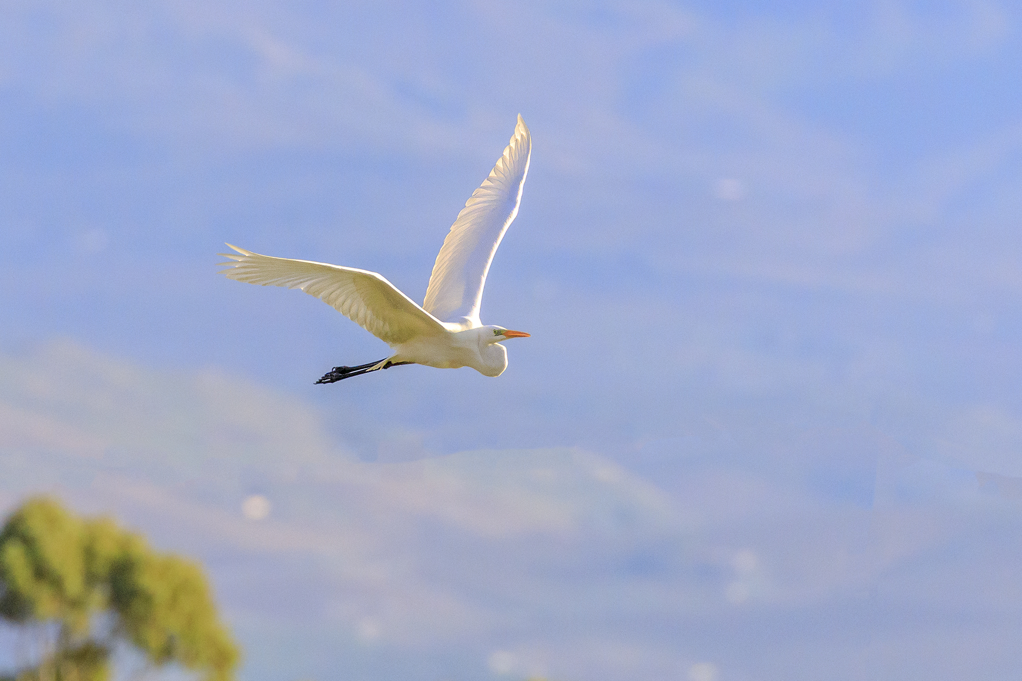 Airone,