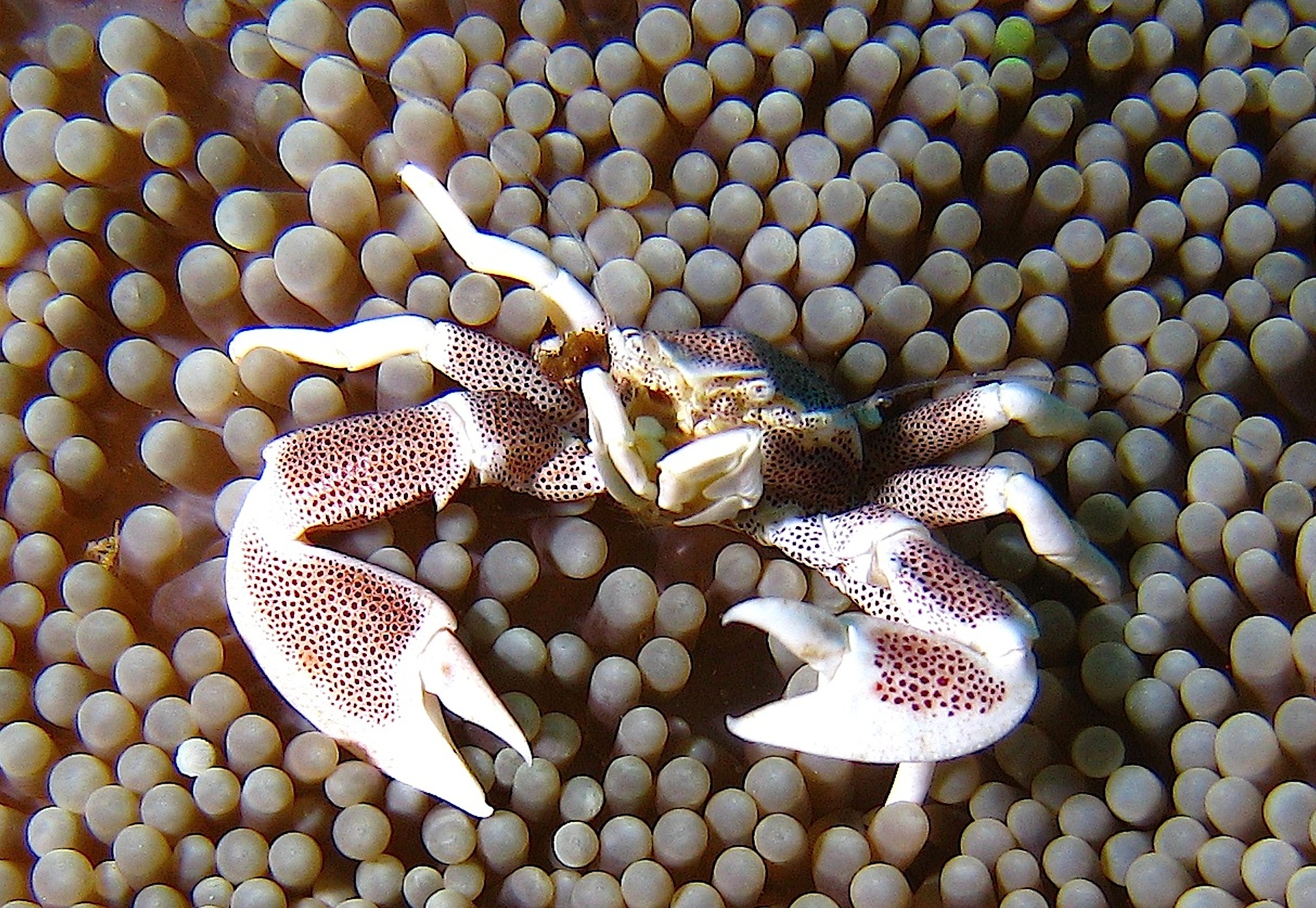 Porcelain crab